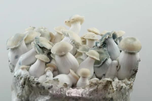 Smurf Tat蓝精灵塔特